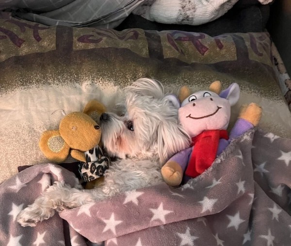 «Первое время работа вместе была адом!» Супруги пятый год живут в тесной кабине фуры и завели ещё собаку «Первое время работа вместе была адом!» Супруги пятый год живут в тесной кабине фуры и завели ещё собаку