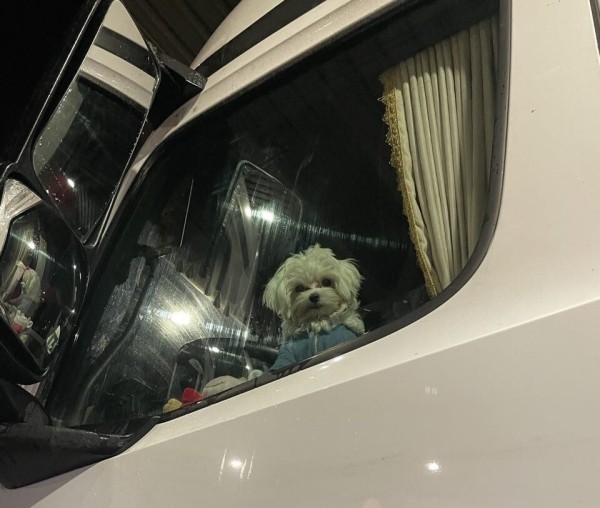 «Первое время работа вместе была адом!» Супруги пятый год живут в тесной кабине фуры и завели ещё собаку «Первое время работа вместе была адом!» Супруги пятый год живут в тесной кабине фуры и завели ещё собаку