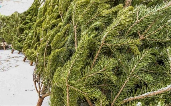 Житель Бреста остался без ели. Что случилось?