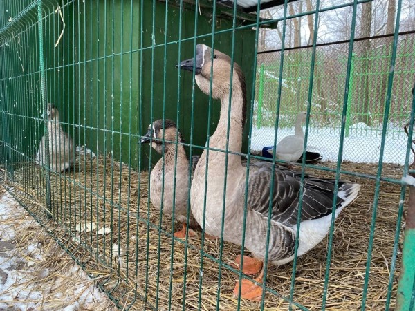 В Бресте у аттракционов в Парке воинов-интернационалистов находится небольшой зооуголок. Как проходит зимовка? В Бресте у аттракционов в Парке воинов-интернационалистов находится небольшой зооуголок. Как проходит зимовка?