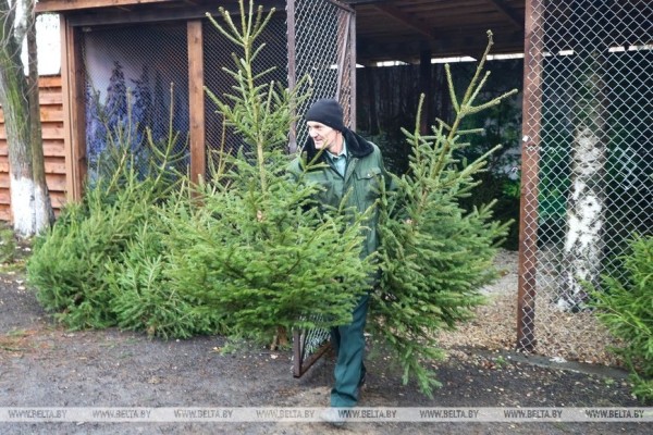 В Бресте заработали елочные базары