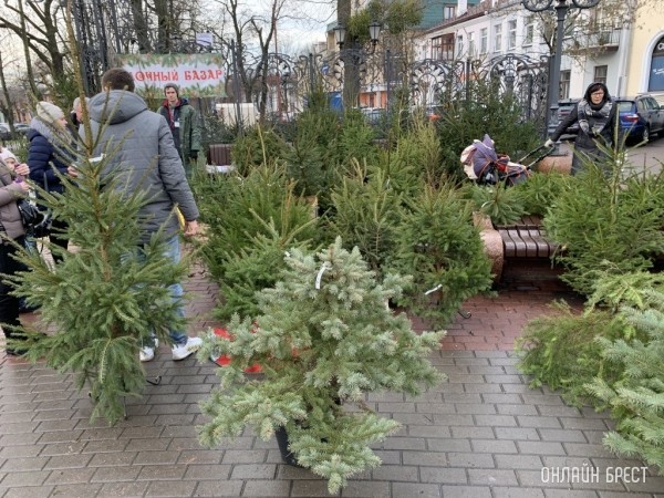 Елочные базары в Брестской области начнут работать с 17 декабря