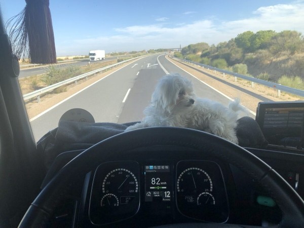 «Первое время работа вместе была адом!» Супруги пятый год живут в тесной кабине фуры и завели ещё собаку «Первое время работа вместе была адом!» Супруги пятый год живут в тесной кабине фуры и завели ещё собаку