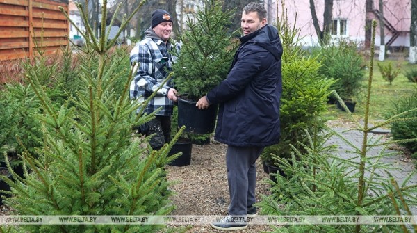 В Бресте заработали елочные базары