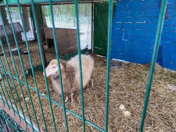 В Бресте у аттракционов в Парке воинов-интернационалистов находится небольшой зооуголок. Как проходит зимовка? В Бресте у аттракционов в Парке воинов-интернационалистов находится небольшой зооуголок. Как проходит зимовка?