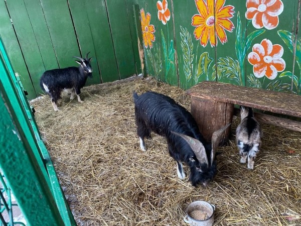 В Бресте у аттракционов в Парке воинов-интернационалистов находится небольшой зооуголок. Как проходит зимовка? В Бресте у аттракционов в Парке воинов-интернационалистов находится небольшой зооуголок. Как проходит зимовка?