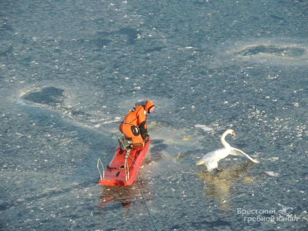 В Бресте спасли лебедя, вмёрзшего в лёд В Бресте спасли лебедя, вмёрзшего в лёд