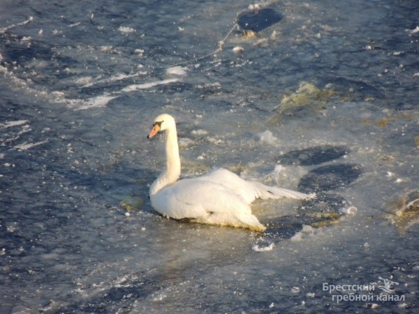 В Бресте спасли лебедя, вмёрзшего в лёд В Бресте спасли лебедя, вмёрзшего в лёд