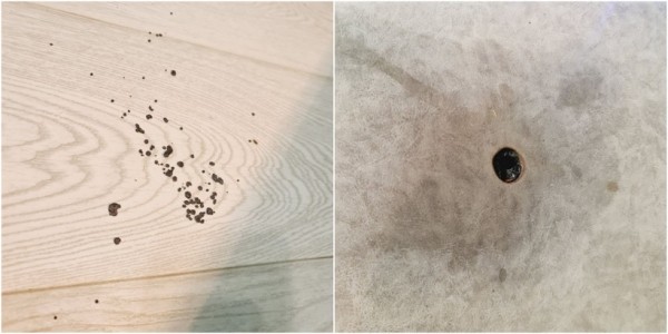 В Витебске под куранты компания подожгла бенгальские свечи. Последствия В Витебске под куранты компания подожгла бенгальские свечи. Последствия