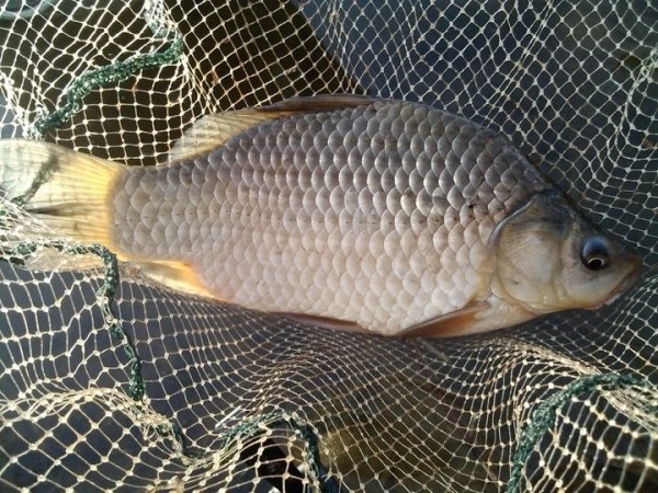 Браконьер наловил рыбы в Пинском районе на крупный штраф Браконьер наловил рыбы в Пинском районе на крупный штраф