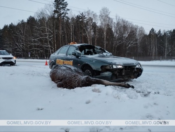 Лось выбежал на дорогу и попал под машину Лось выбежал на дорогу и попал под машину