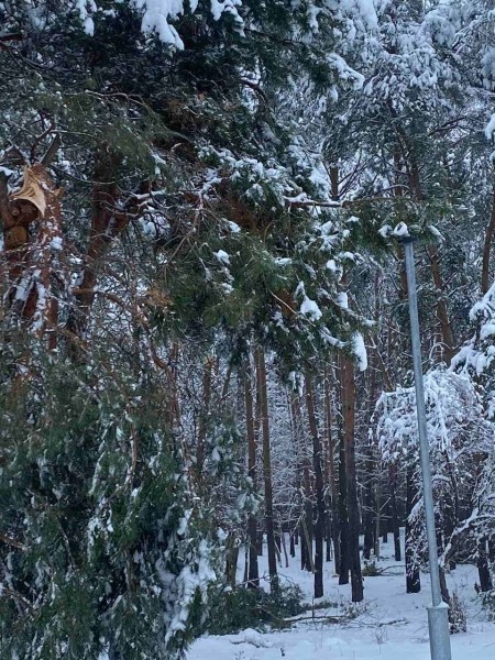 Жителей Бреста просят временно не ходить в парки. И вот почему