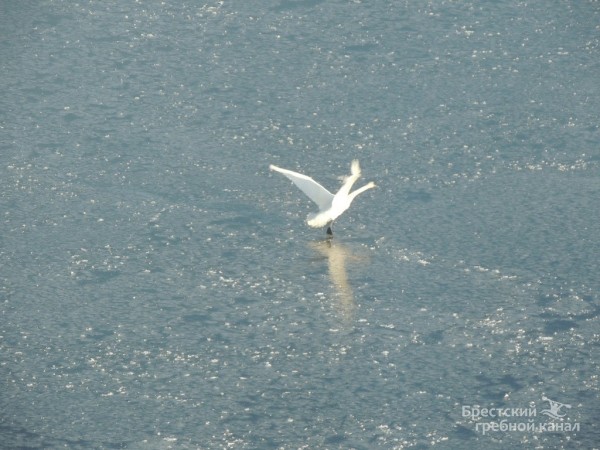 В Бресте спасли лебедя, вмёрзшего в лёд В Бресте спасли лебедя, вмёрзшего в лёд