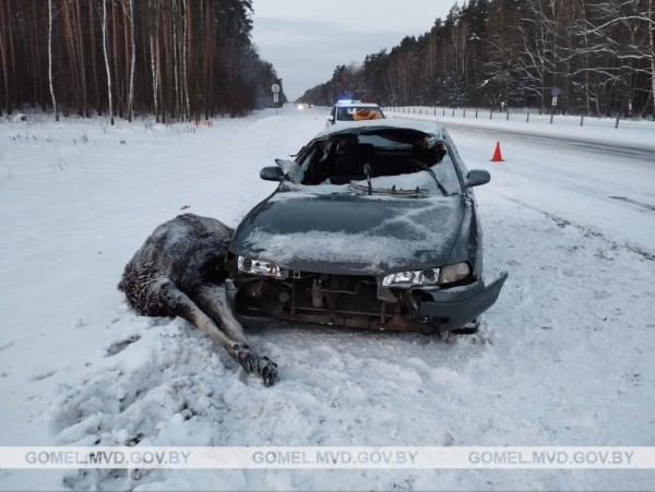 Лось выбежал на дорогу и попал под машину Лось выбежал на дорогу и попал под машину