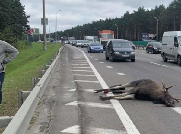 В Госинспекции рассказали, где чаще всего случаются ДТП с животными