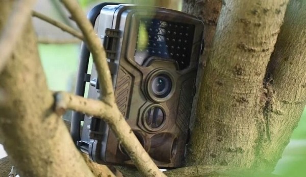 Во всех лесах Беларуси появятся видеокамеры