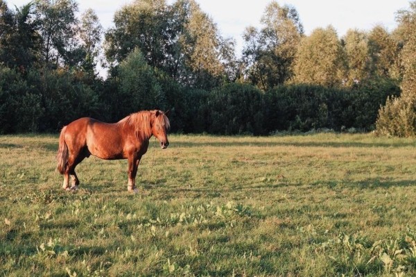 Житель Бреста нашел своё призвание в Каменецком районе