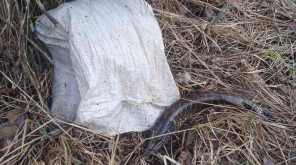 В Ганцевичском районе задержаны браконьеры В Ганцевичском районе задержаны браконьеры