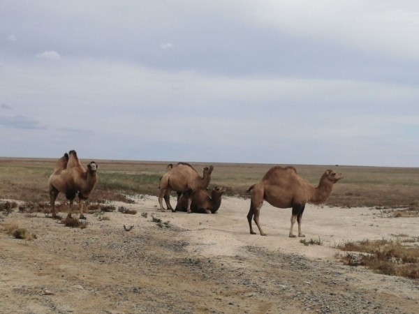 Больше 12 000 км на стареньком Volvo. Белорусы посмотрели четыре страны без виз — и вы тоже так можете Больше 12 000 км на стареньком Volvo. Белорусы посмотрели четыре страны без виз — и вы тоже так можете