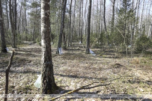 Южные лесхозы Брестской области начали продавать березовый сок населению Южные лесхозы Брестской области начали продавать березовый сок населению