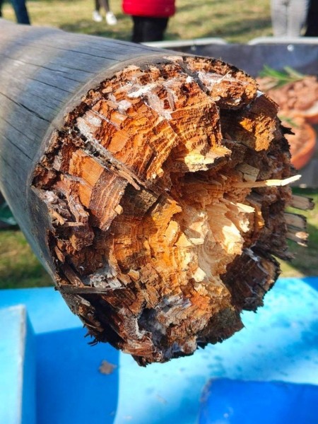 В Бресте в Парке культуры и отдыха упал столб В Бресте в Парке культуры и отдыха упал столб