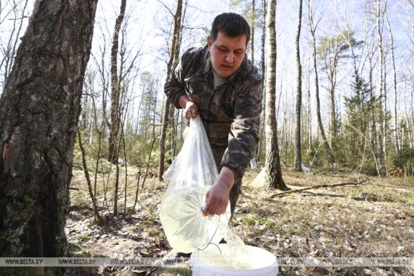 Южные лесхозы Брестской области начали продавать березовый сок населению Южные лесхозы Брестской области начали продавать березовый сок населению