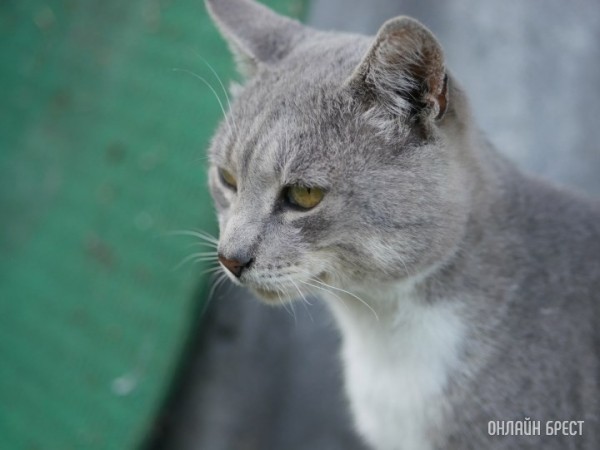 Власти решили отказаться от чипирования собак и кошек. В чем причина