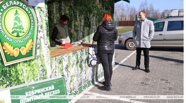 Южные лесхозы Брестской области начали продавать березовый сок населению Южные лесхозы Брестской области начали продавать березовый сок населению