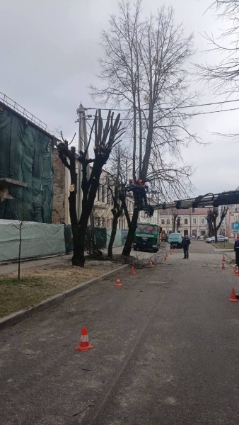 В Бресте ведутся плановые работы по обрезке и удалению опасных деревьев В Бресте ведутся плановые работы по обрезке и удалению опасных деревьев