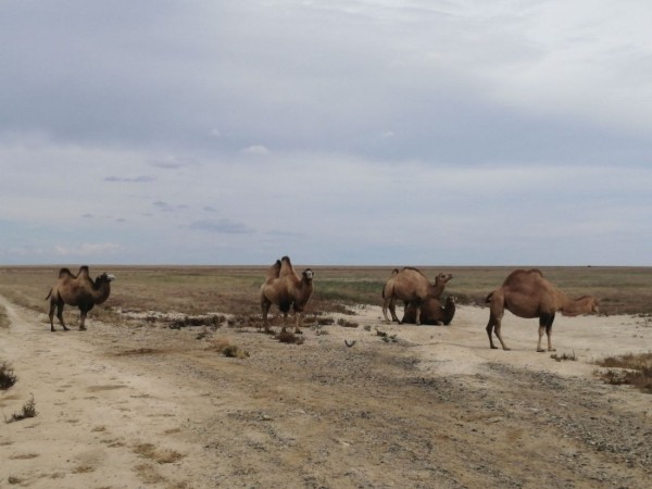 Больше 12 000 км на стареньком Volvo. Белорусы посмотрели четыре страны без виз — и вы тоже так можете Больше 12 000 км на стареньком Volvo. Белорусы посмотрели четыре страны без виз — и вы тоже так можете