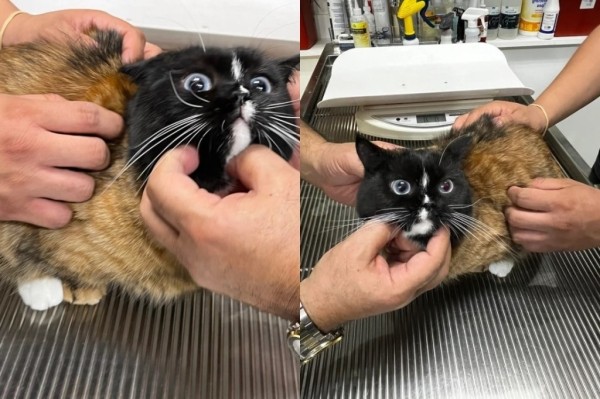 Пользователи нашли самого необычного кота в истории интернета Пользователи нашли самого необычного кота в истории интернета