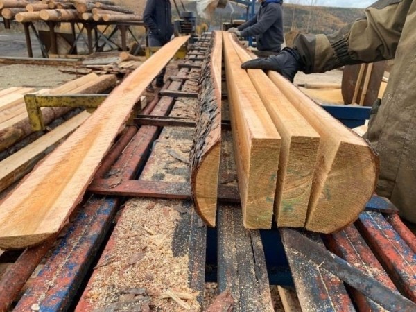 В Брестской области начали штрафовать за неправильное использование древесины