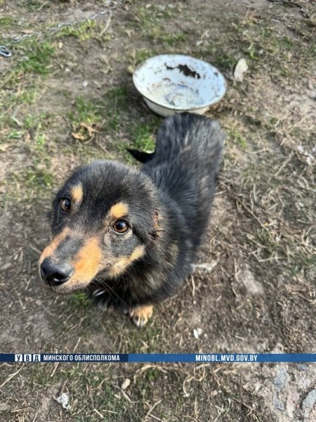 Белорус отрезал уши собаке. Громкая история получила неожиданный поворот Белорус отрезал уши собаке. Громкая история получила неожиданный поворот