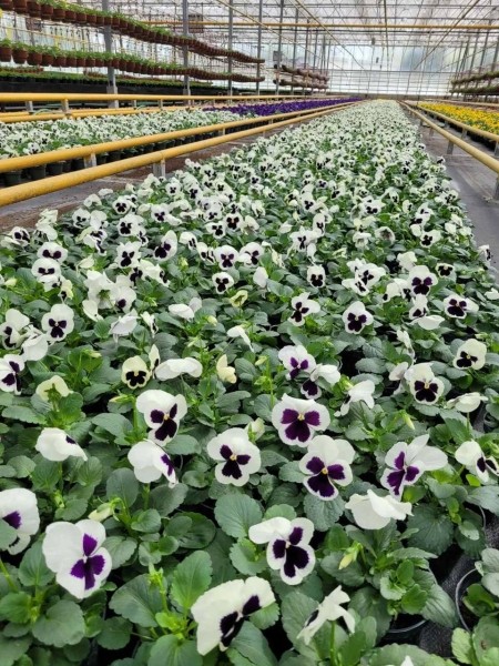 В этом сезоне Брест украсят более полумиллиона цветов различных видов и сортов В этом сезоне Брест украсят более полумиллиона цветов различных видов и сортов