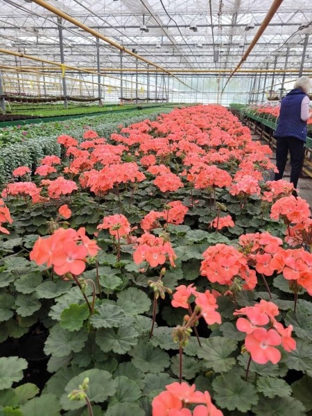 В этом сезоне Брест украсят более полумиллиона цветов различных видов и сортов В этом сезоне Брест украсят более полумиллиона цветов различных видов и сортов