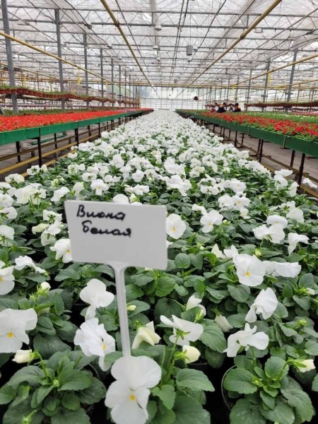 В этом сезоне Брест украсят более полумиллиона цветов различных видов и сортов В этом сезоне Брест украсят более полумиллиона цветов различных видов и сортов