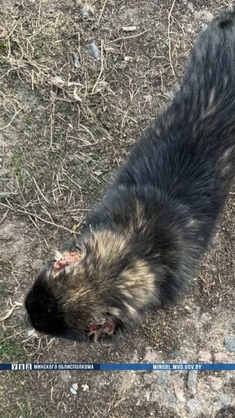 Белорус отрезал уши собаке. Громкая история получила неожиданный поворот Белорус отрезал уши собаке. Громкая история получила неожиданный поворот