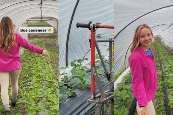 Необычный самодельный аппарат для ухода за клубникой показала в своем блоге жительница Брестской области