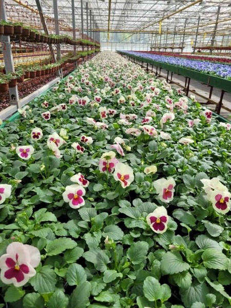 В этом сезоне Брест украсят более полумиллиона цветов различных видов и сортов В этом сезоне Брест украсят более полумиллиона цветов различных видов и сортов