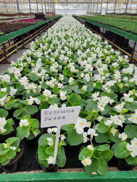 В этом сезоне Брест украсят более полумиллиона цветов различных видов и сортов В этом сезоне Брест украсят более полумиллиона цветов различных видов и сортов