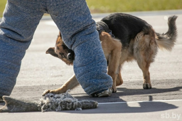 Уже в эти выходные! В Бресте будут соревноваться профессиональные кинологи