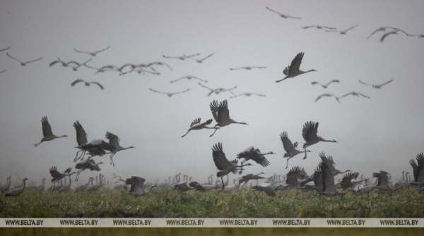 Первых перелетных птиц заметили в Беловежской пуще и окрестностях