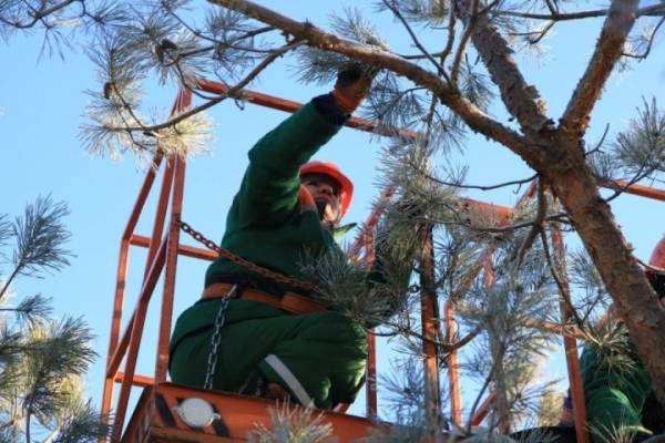 В Беларуси продолжается сезон заготовки шишек. Для чего их собирают В Беларуси продолжается сезон заготовки шишек. Для чего их собирают