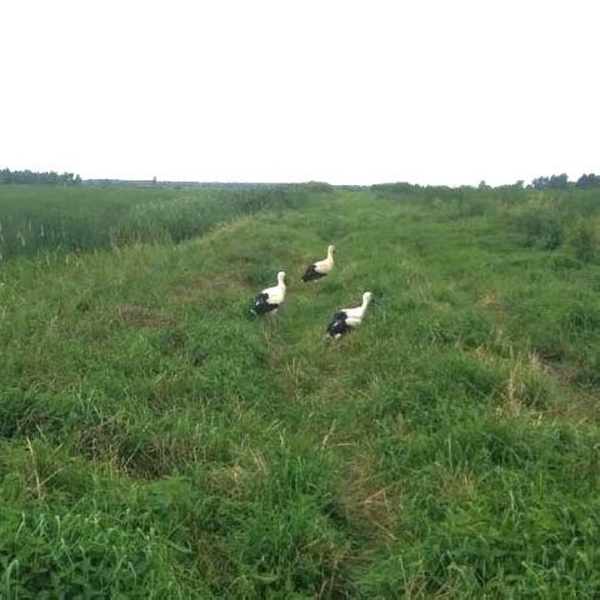 Жители Пинского района спасают попавших в беду аистов