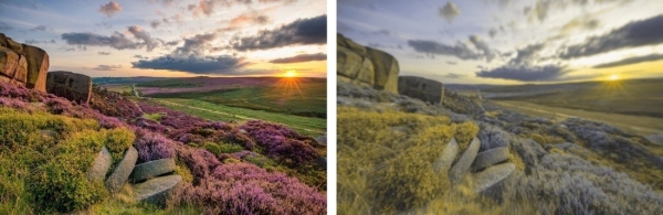 Разительная разница. Ученые показали, как видят мир люди и собаки Разительная разница. Ученые показали, как видят мир люди и собаки