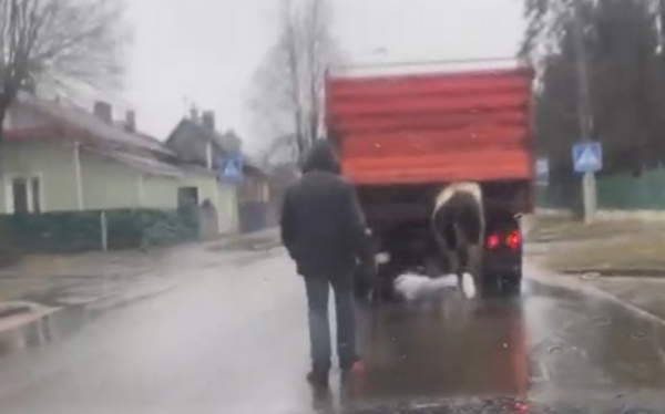 Это надо видеть. В Барановичах средь бела дня грузовик буксировал… корову! Это надо видеть. В Барановичах средь бела дня грузовик буксировал… корову!