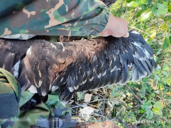 Известны результаты мониторинга большого подорлика в Беловежской пуще