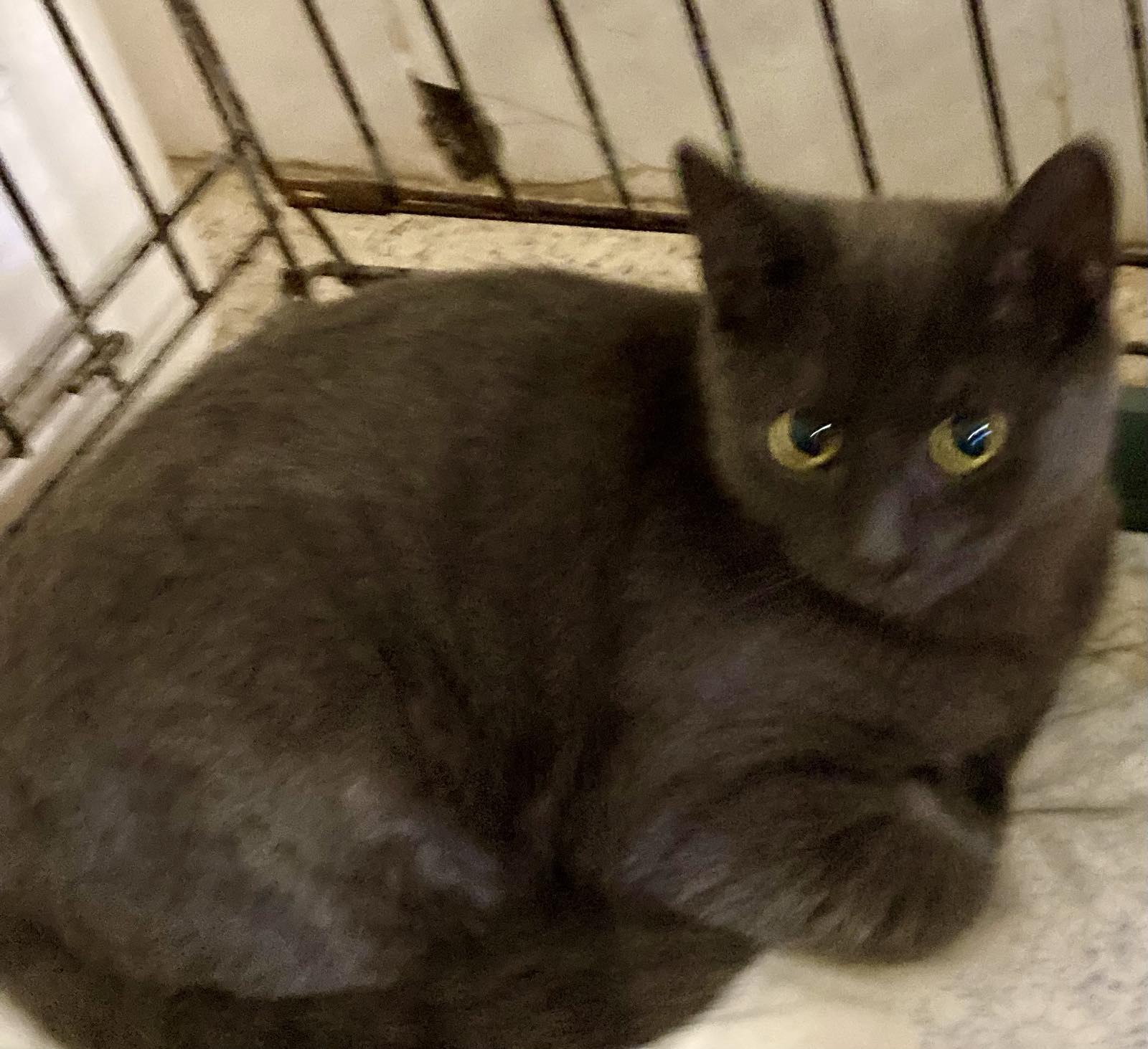 Віцебскі прытулак «Добрык» — тэрыторыя надзеі і добразычлівасці Віцебскі прытулак «Добрык» — тэрыторыя надзеі і добразычлівасці