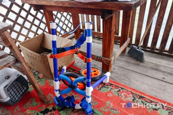 Девушка с инвалидностью спасает парализованных животных и делает им коляски