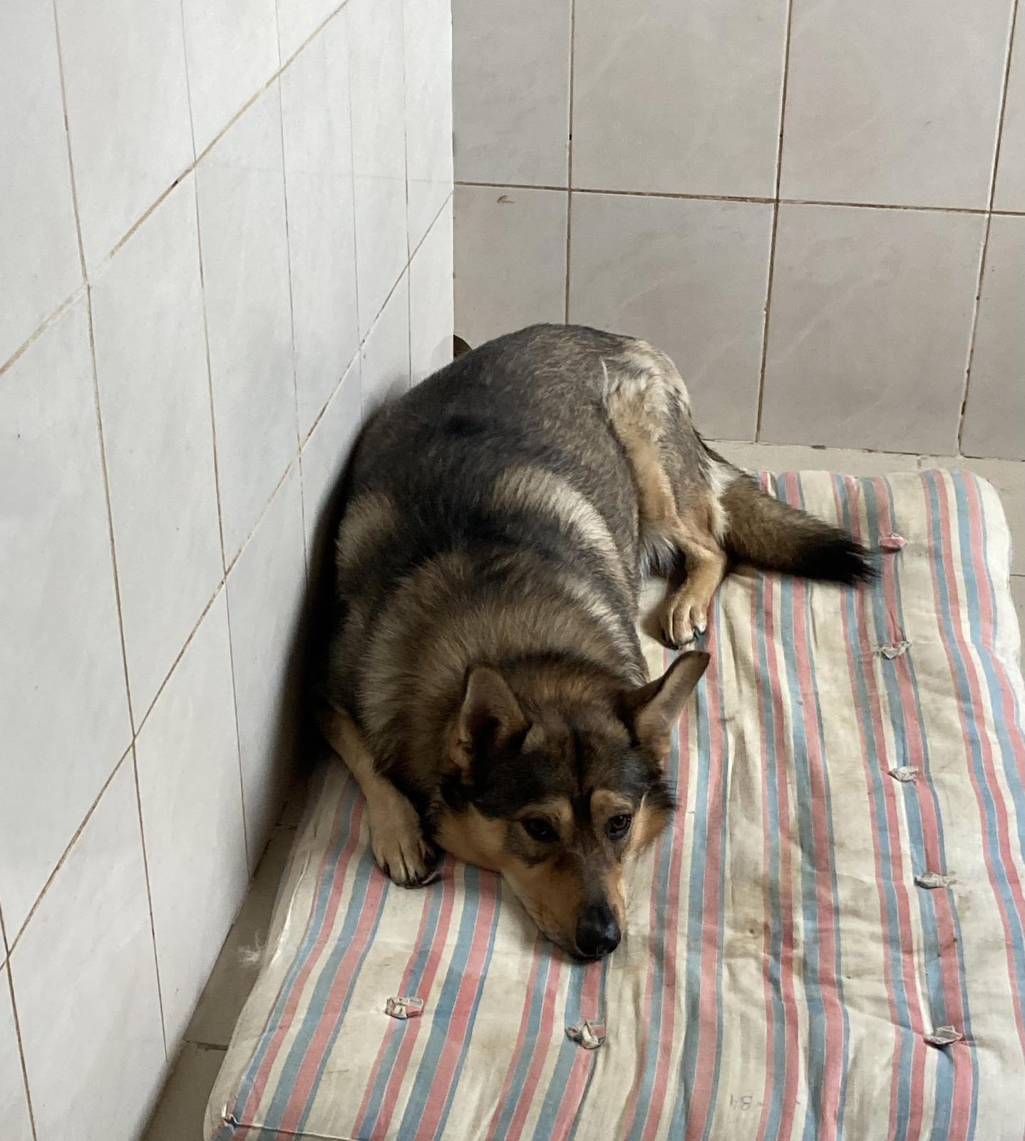 Віцебскі прытулак «Добрык» — тэрыторыя надзеі і добразычлівасці Віцебскі прытулак «Добрык» — тэрыторыя надзеі і добразычлівасці